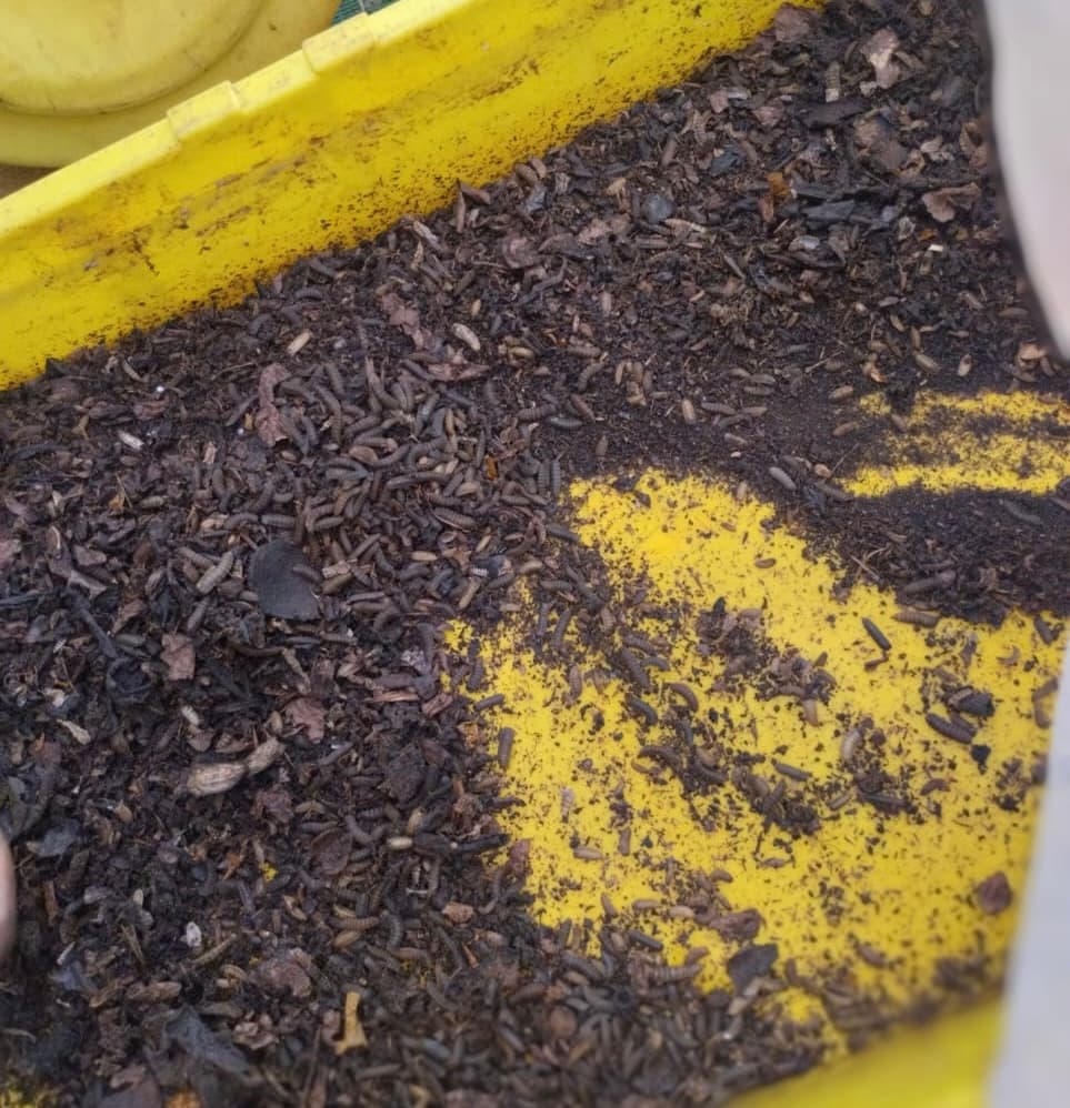 Farm makes black soldier fly larvae for fish food production
