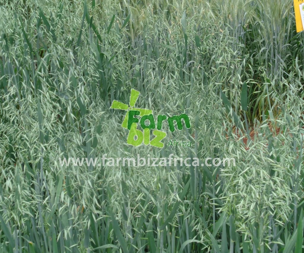 Best wheat varieties for the dry areas of Kenya