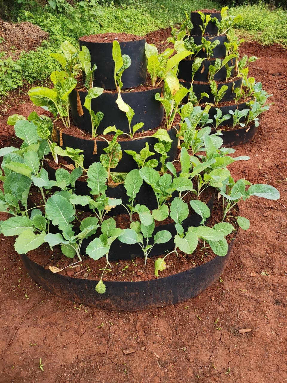Kikuyu resident proves vertical farming can feed urban families and create income