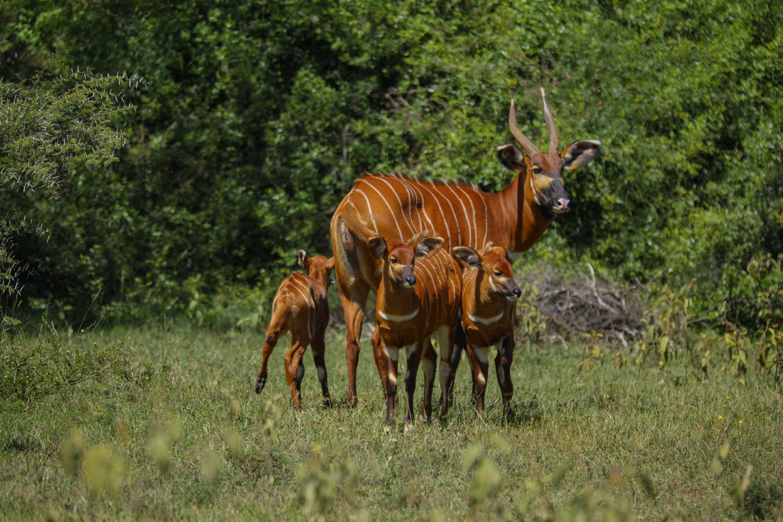 Mount Kenya Wildlife Conservancy joins the International Union for Conservation of Nature