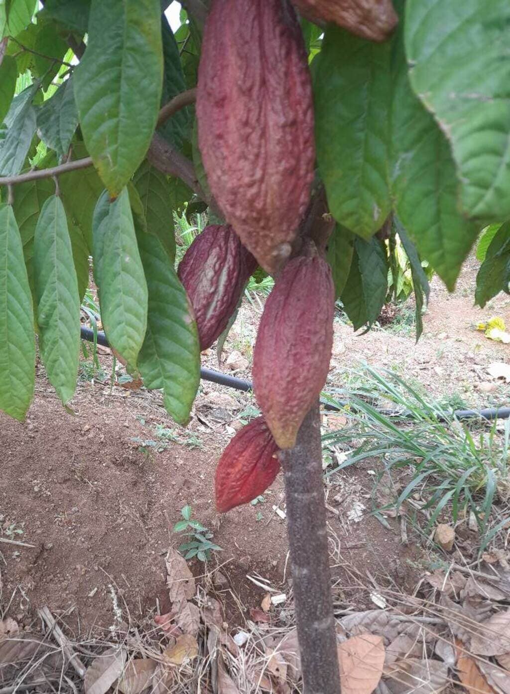 Former MP works to position Siaya as a cocoa zone