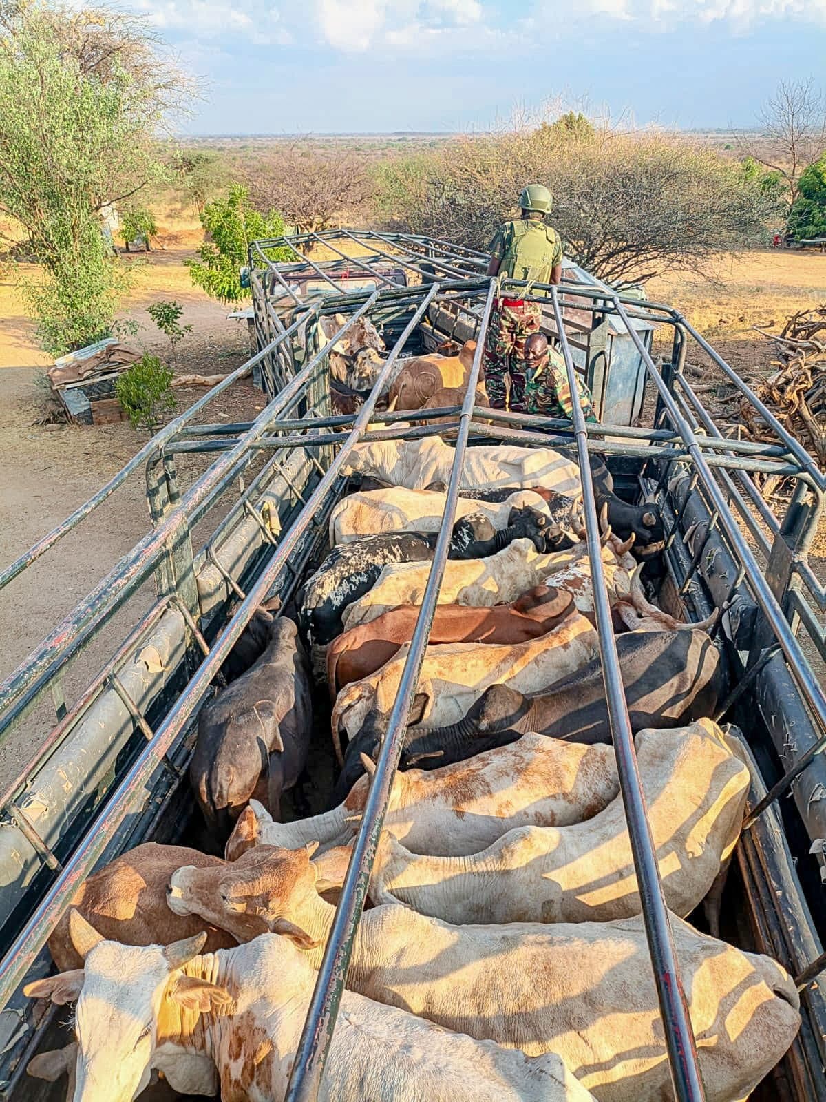 Police recover 45 stolen cattle in Turkana