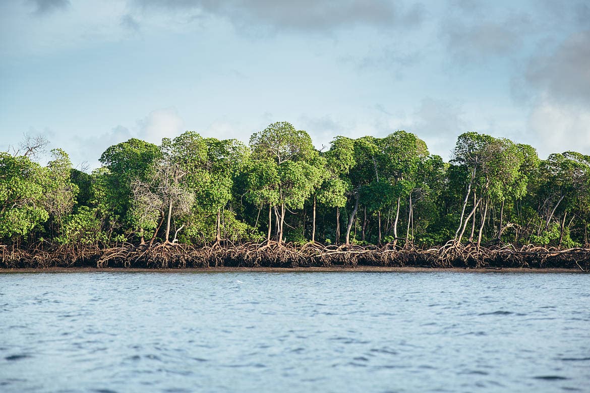 Mangroves hold the key to Kenya’s Blue Economy, stakeholders told