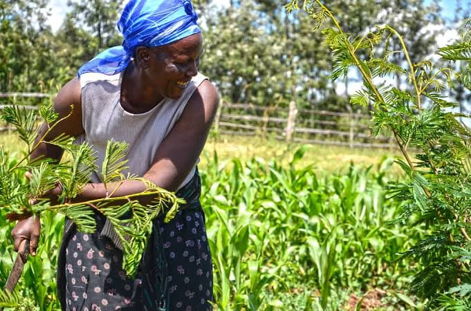 Kenya in talks to begin meat export to Egypt
