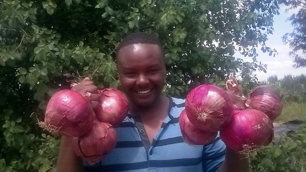 Organic fertiliser doubles onions, helps farmer penetrate new market