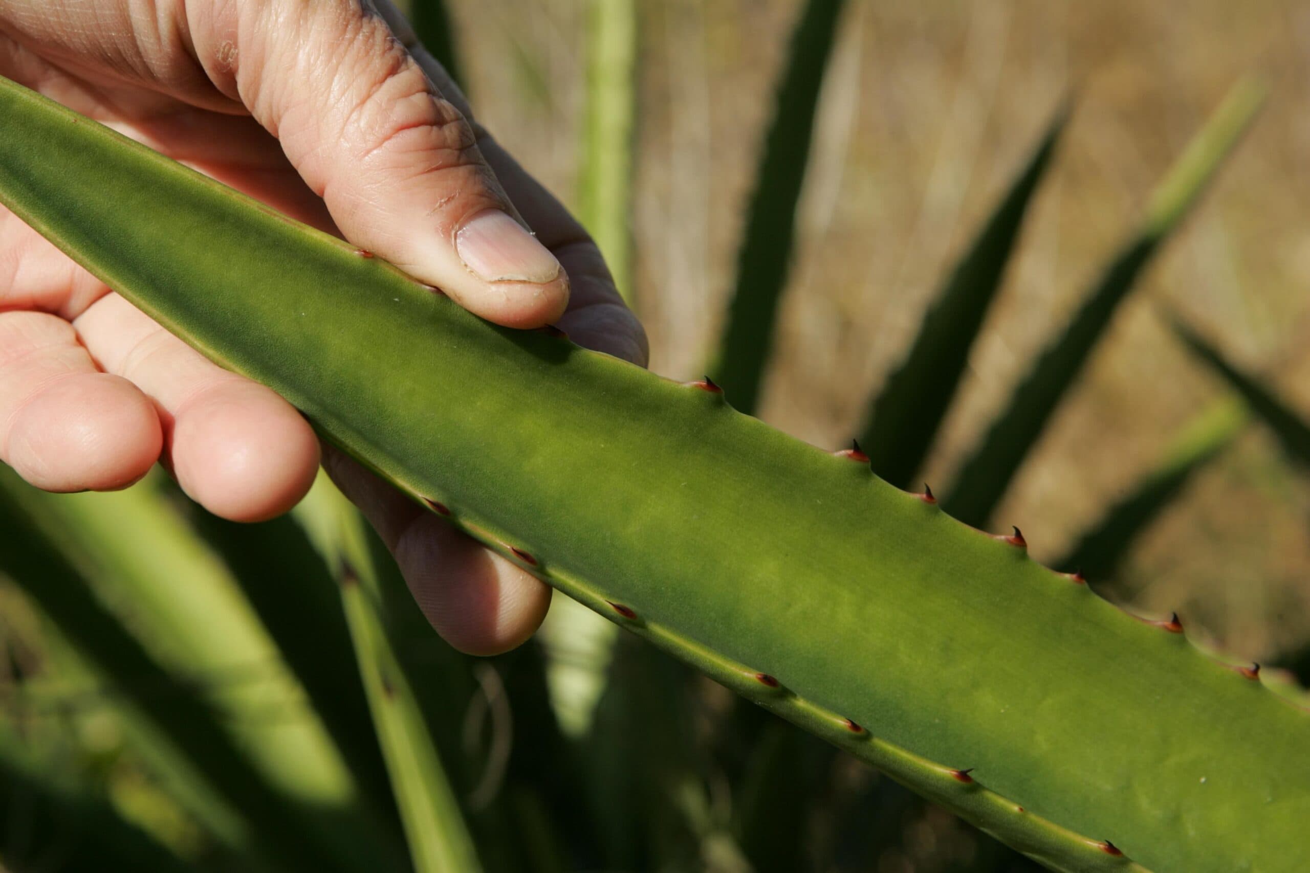 Research shows aloe vera peels useful as natural insecticide