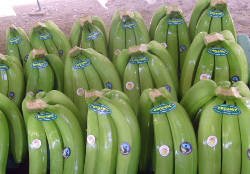 Kenya reclaims banana export markets after ban lift