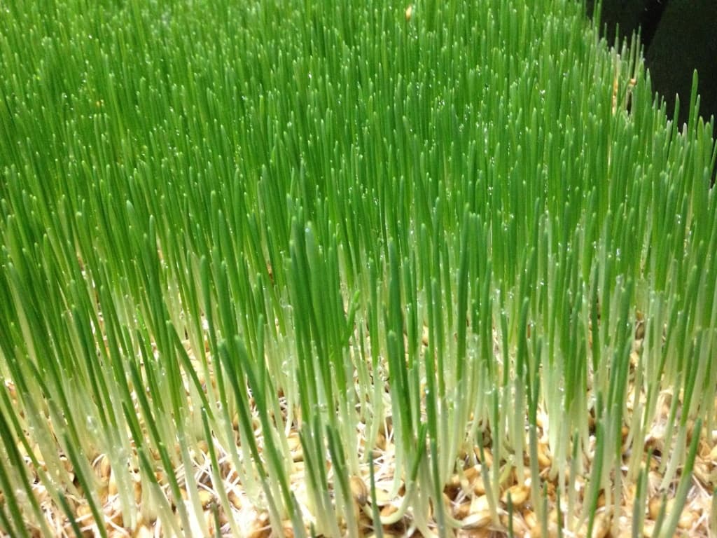 ‘Iko-Lishe’ programme for hydroponic fodder production at low cost