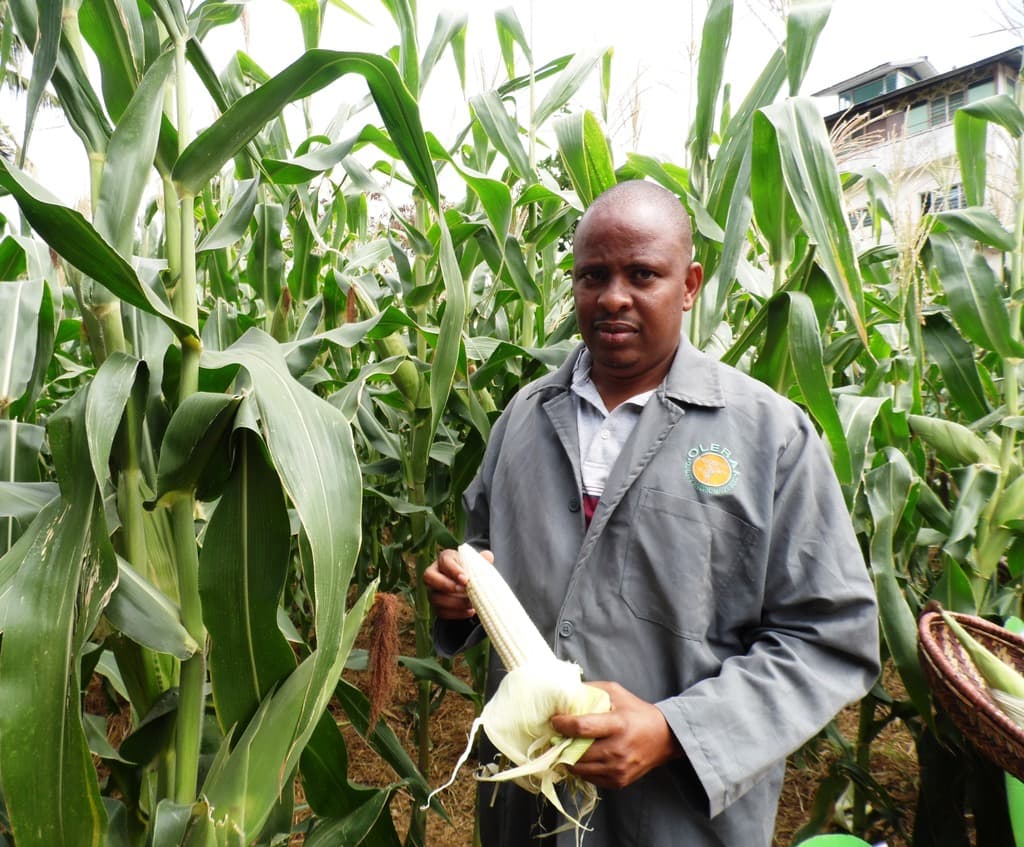 Hybrid maize variety does well in semi-arid areas and matures in 75 days ready for fresh green market
