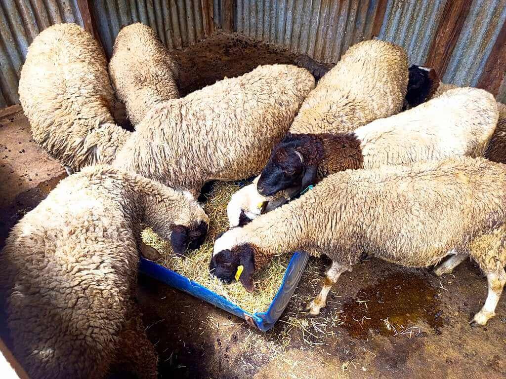 Sheep mature in 1/2 year instead of 3 years on KALRO wonder diet