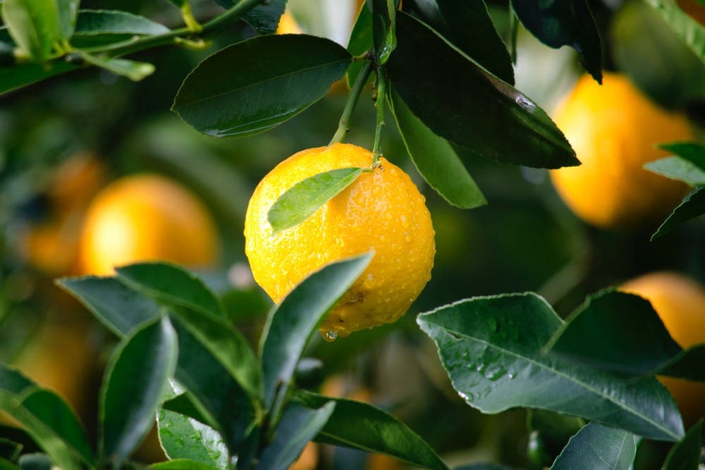 Farmbiz TV: Lemons ride up, with limes, on Covid health buying