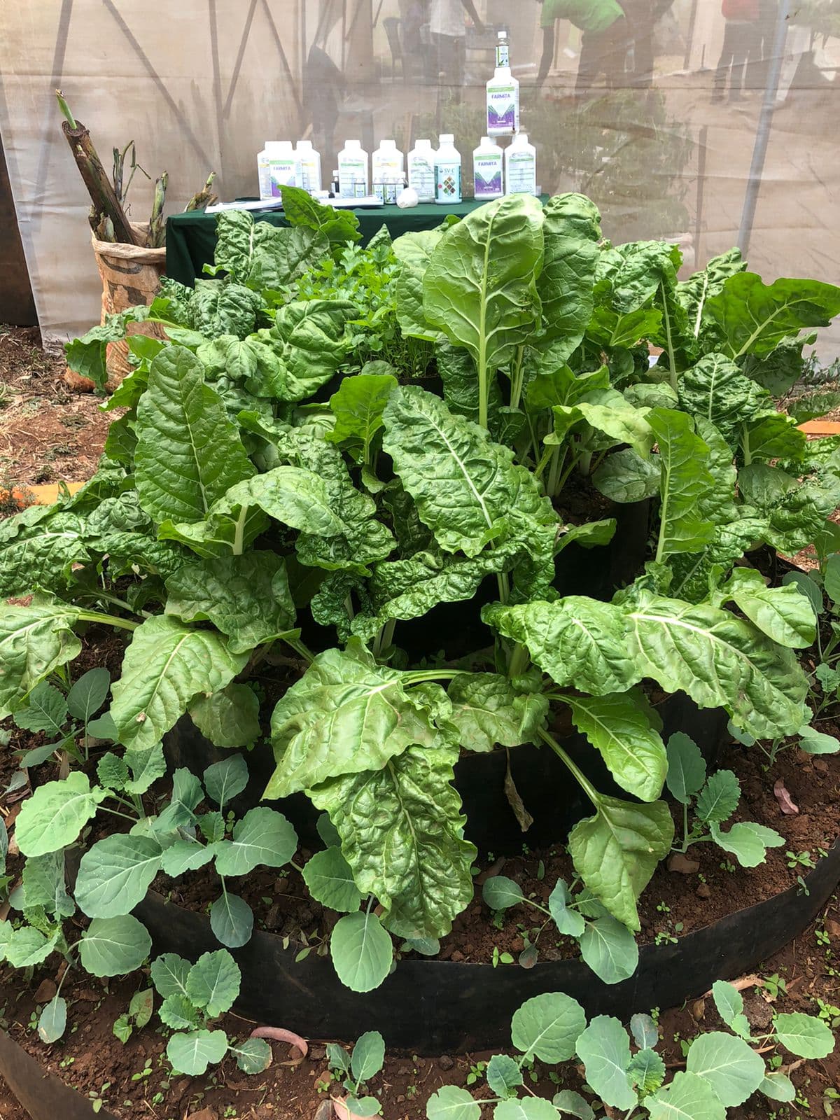 Young mother cuts vegetable costs by 80% with home kitchen garden