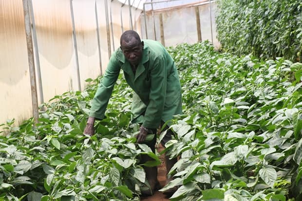 County taps 10,000 farmers to grow pyrethrum, sisal, sunflower, coffee, cotton and tea to diversify sources of income
