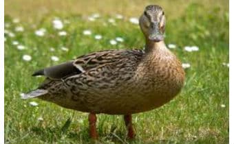 Duck farmers return on high prices, despite tough production and post-Covid market collapse
