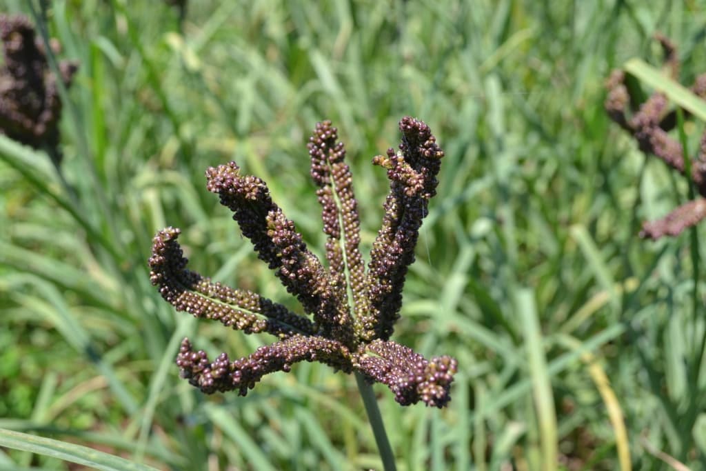 Model scales finger millet production in Uganda