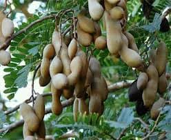 Bud-grafting cuts tamarind (mkwaju) maturity period by eight years