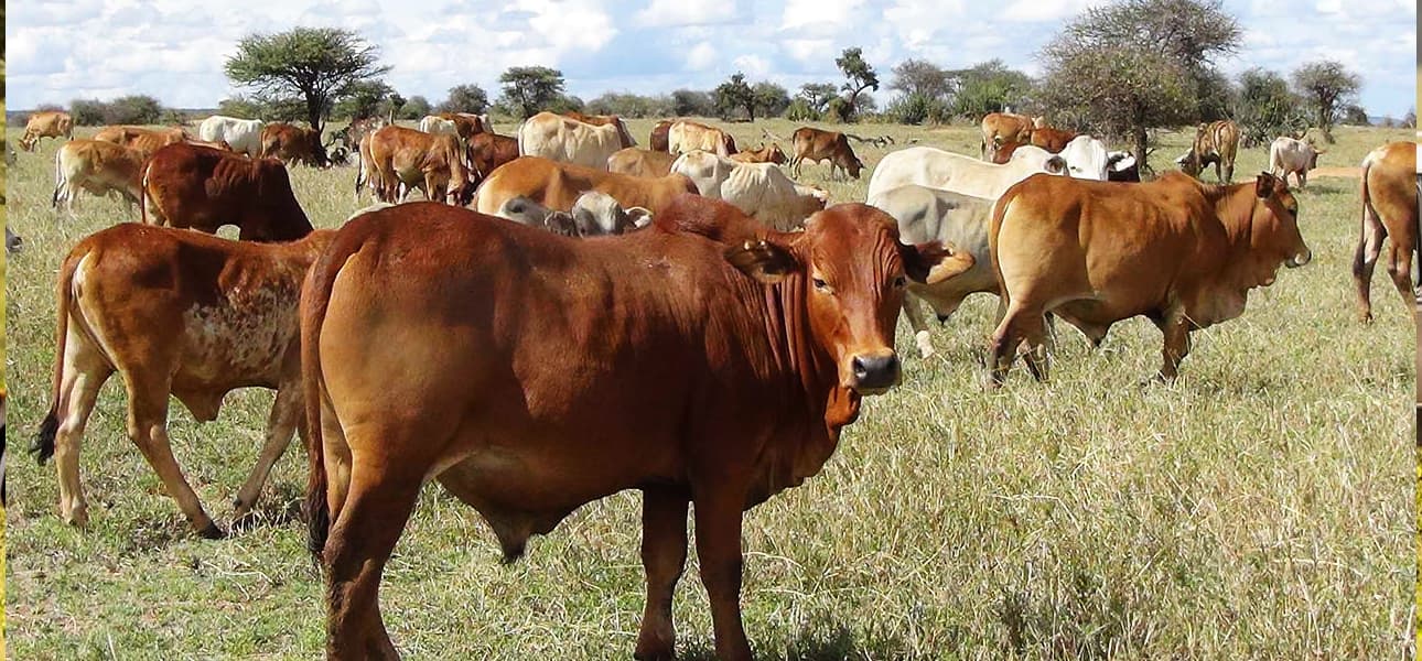 State constructing Lamu livestock pre-export zone to tap export market