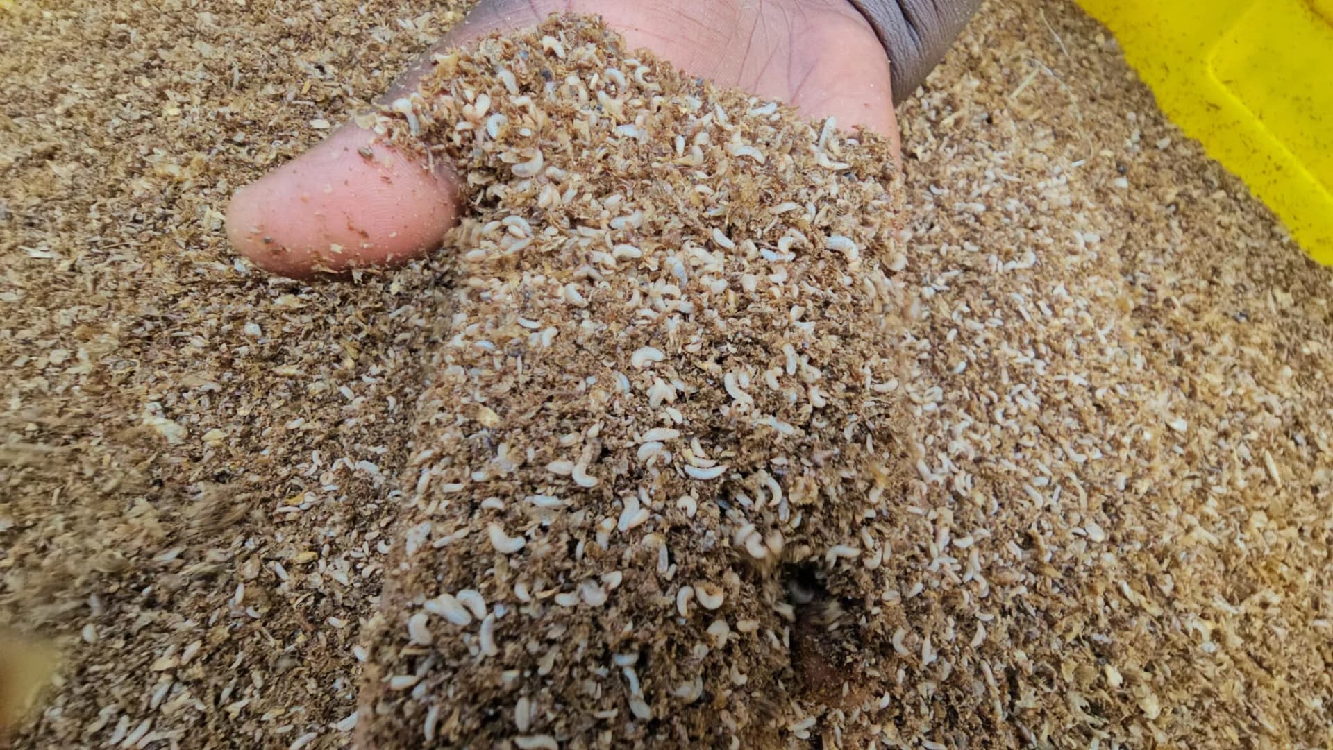 How Black Soldier Fly farming is reshaping animal feed business