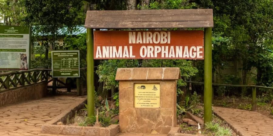 Why KWS Is Moving the Nairobi Animal Orphanage