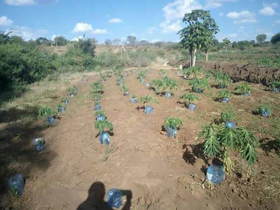 Makueni farmer adopts bottle drip irrigation for his pawpaws