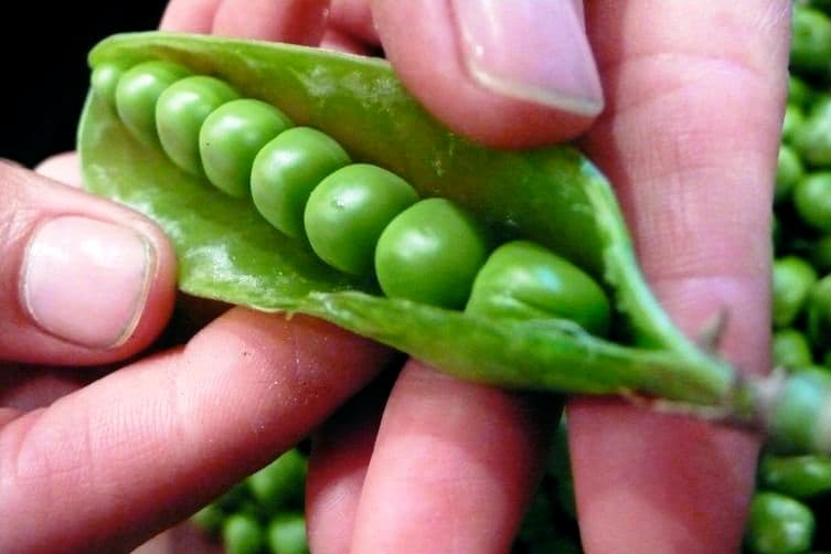 Maize protect peas for EU export
