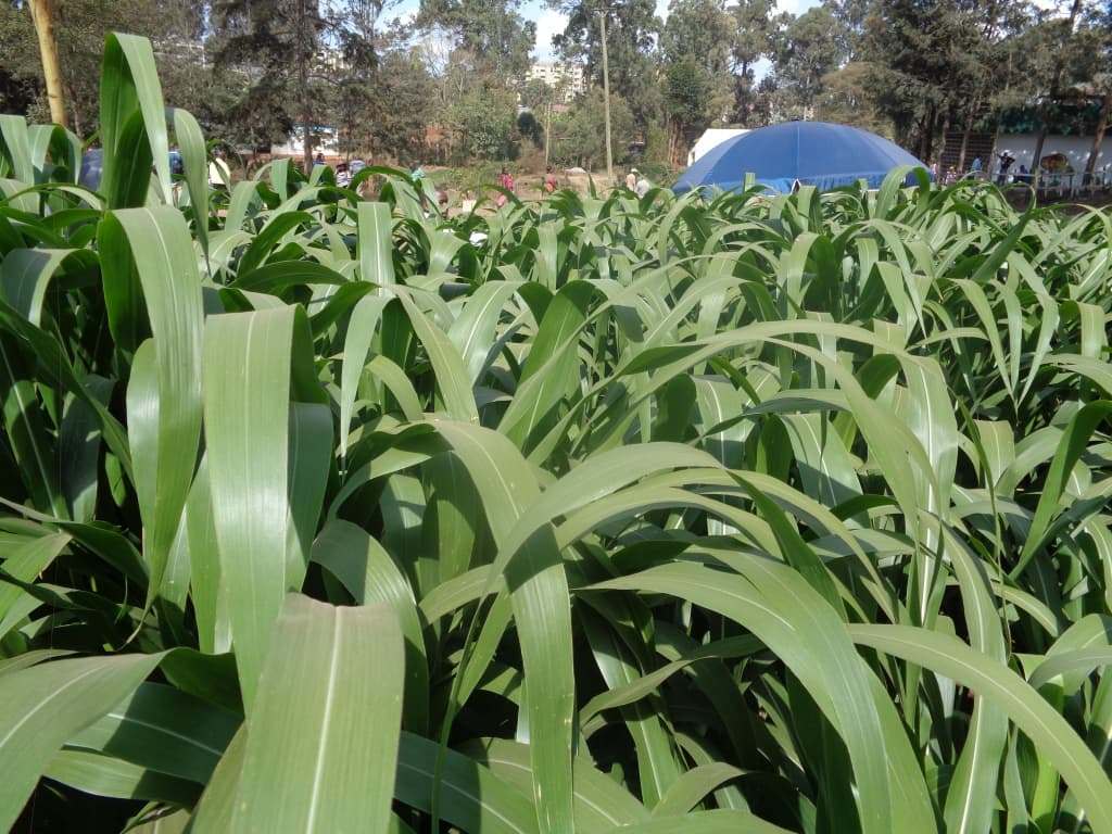 Fact sheet on Guatemala grass