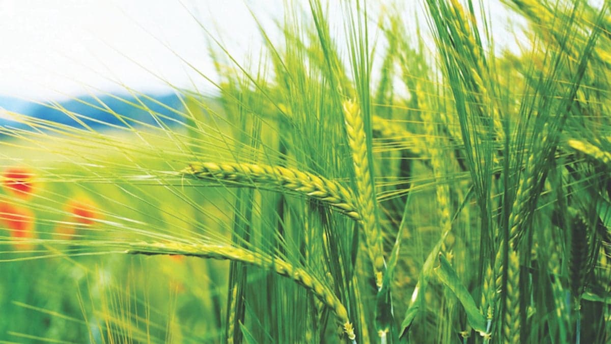 FarmBiz TV: Irrigation Board launches rice scheme to double yields.