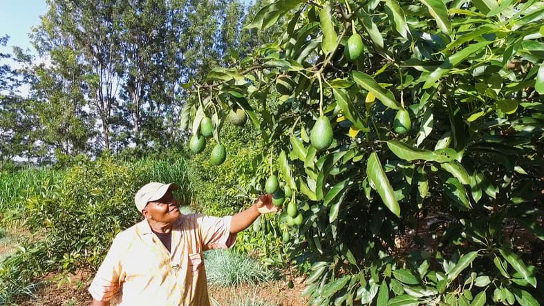 Regulator, farmers agree to stop avocado harvesting to avoid trading of immature fruits