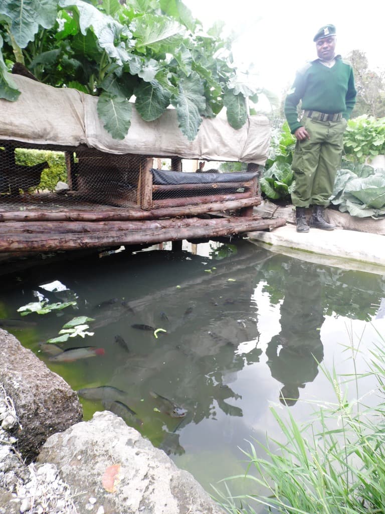 Cowdung stops snakes from feeding on fish