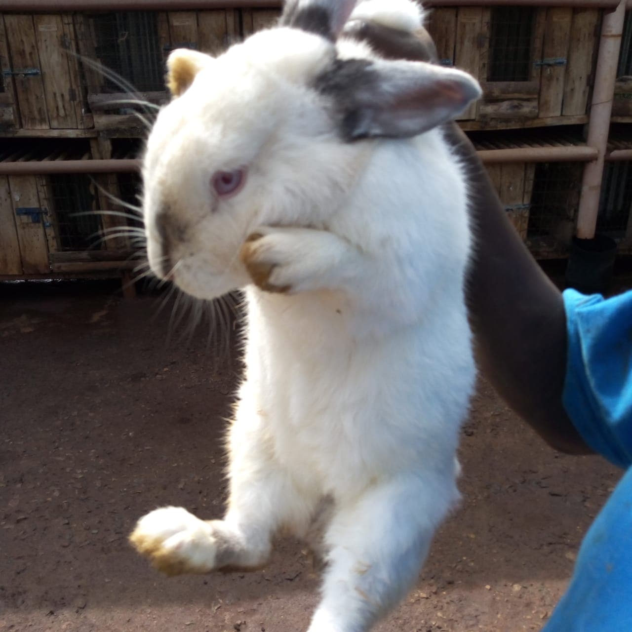 Why getting it right in breeding is a great success in commercial rabbit farming
