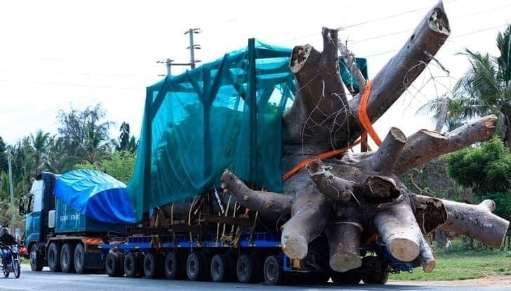 Kilifi Suspends Uprooting And Selling Baobab Trees to USA