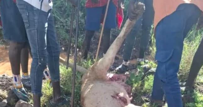 Lioness killed after attacking herders, livestock in Kajiado