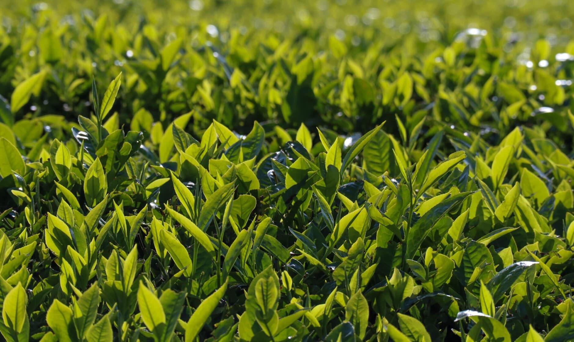 State enacts levy to promote tea export