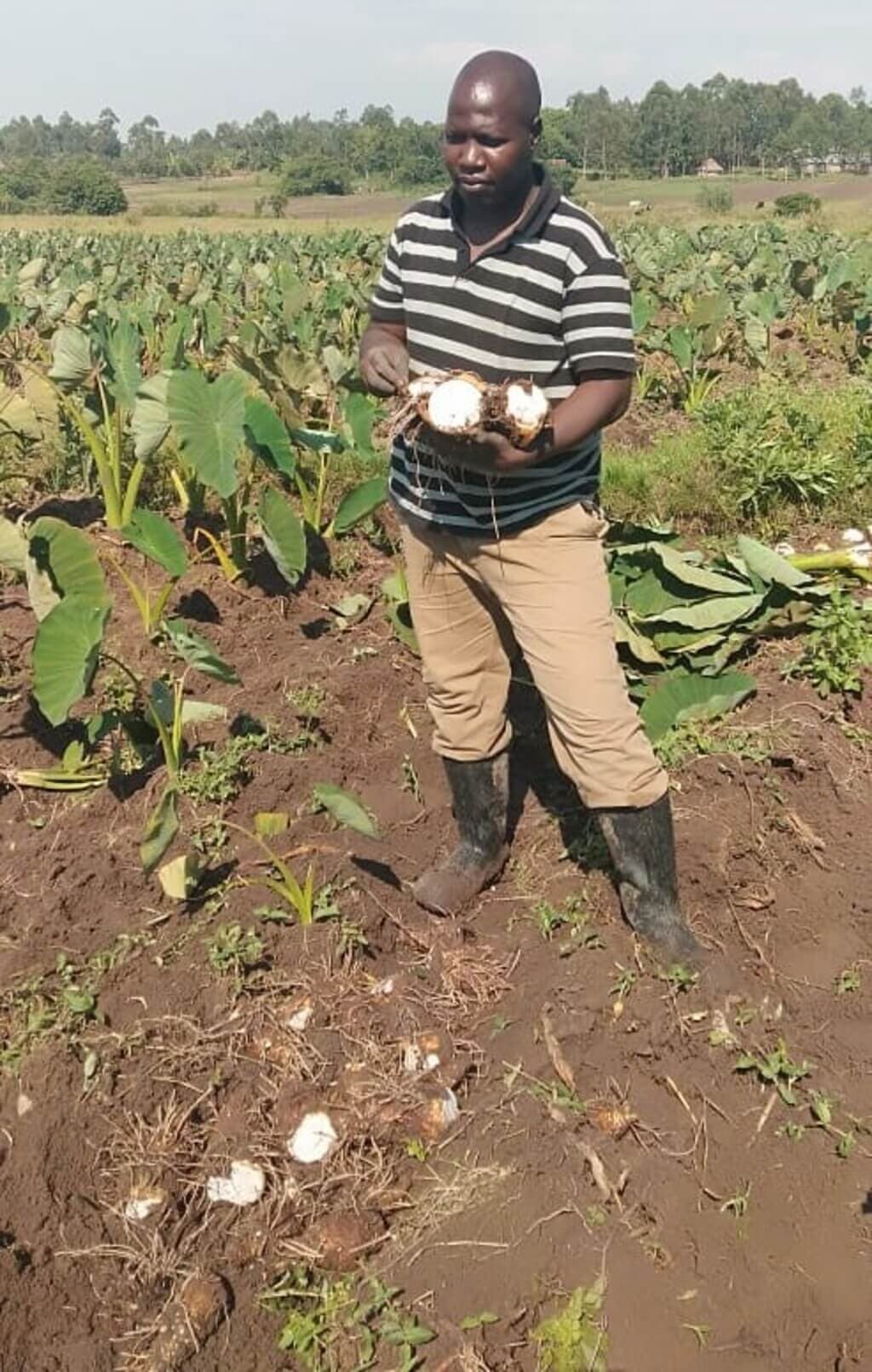 The golden tuber: How arrowroot farming has transformed a Kakamega farmer’s life