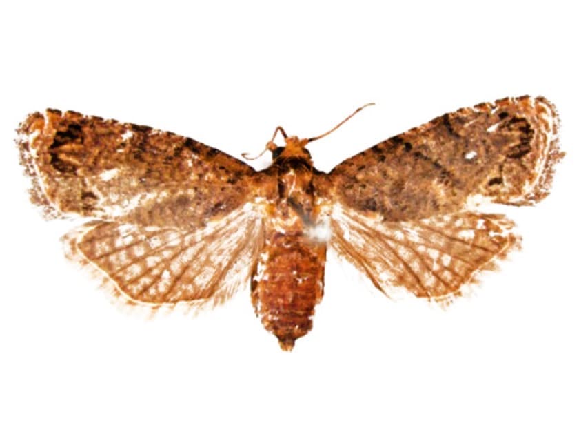 Kenya slashes pest exports to EU, as FCM spreads at home