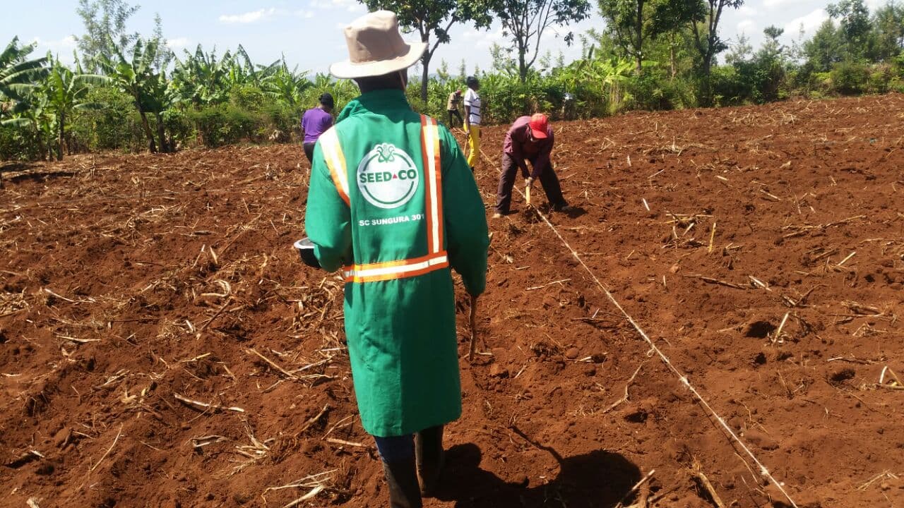 Seed Co introduces new maize variety tolerant to lethal necrosis disease
