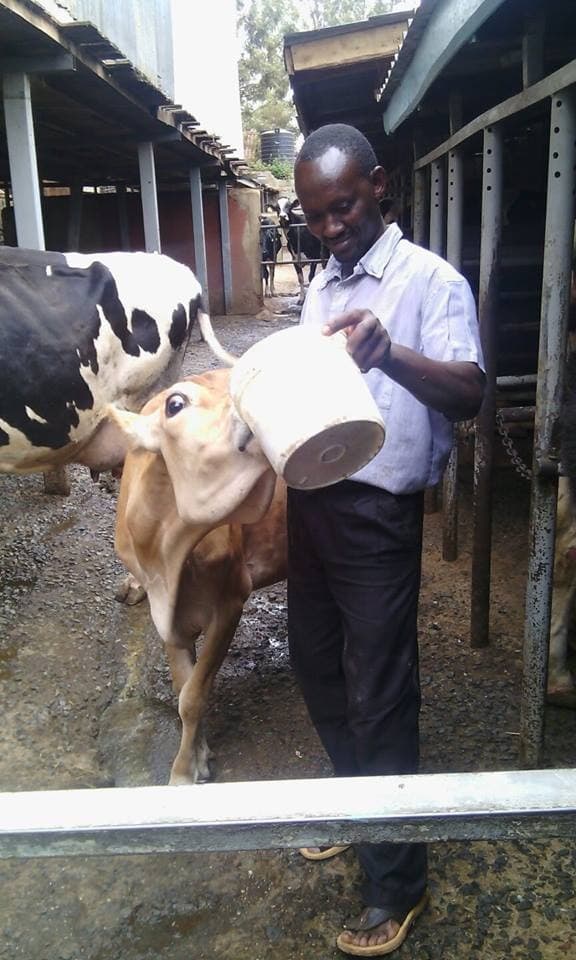 Accountant’s side hustle dairy farming job earns him Sh120,000 a month