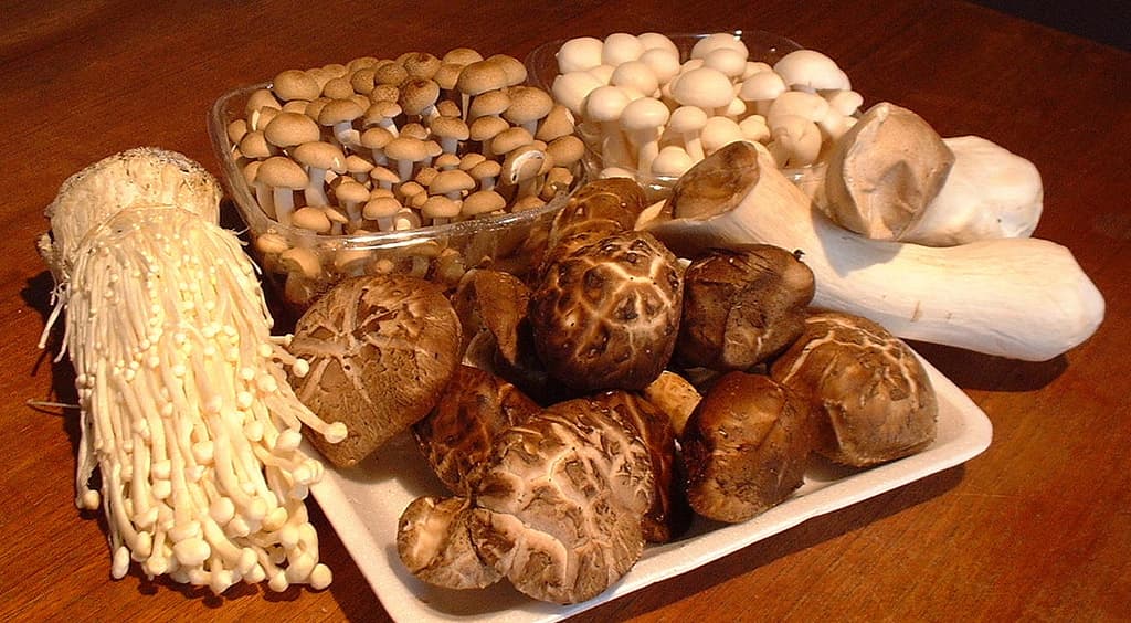 Here is how you can utilize waste in your farm to grow mushrooms