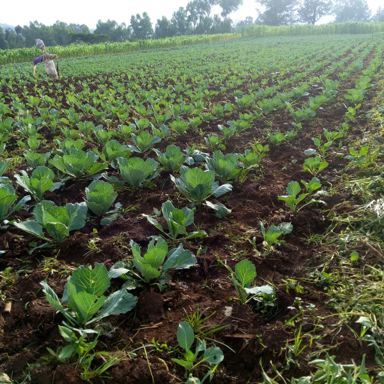 Driver’s side hustle vegetable farming job earns him Sh50,000 a season