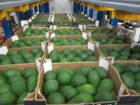 How Kenyan farmers can cushion themselves from negative impacts of global price fluctuations