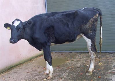 Attack by two parasites reduces cattle death study