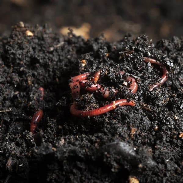 Fertiliser Crisis: Organic gold manure that doubles farmer yields