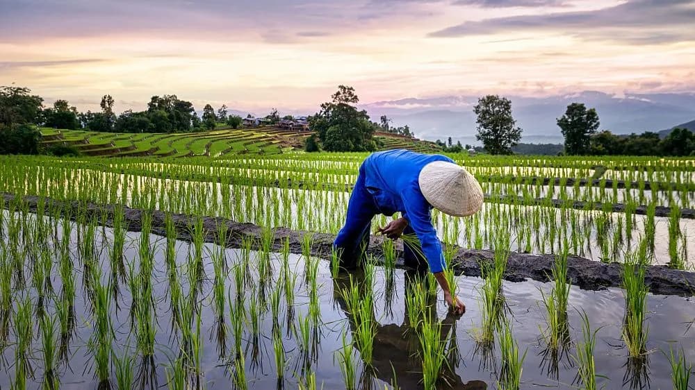 Cuba and Vietnam launch joint rice cultivation project