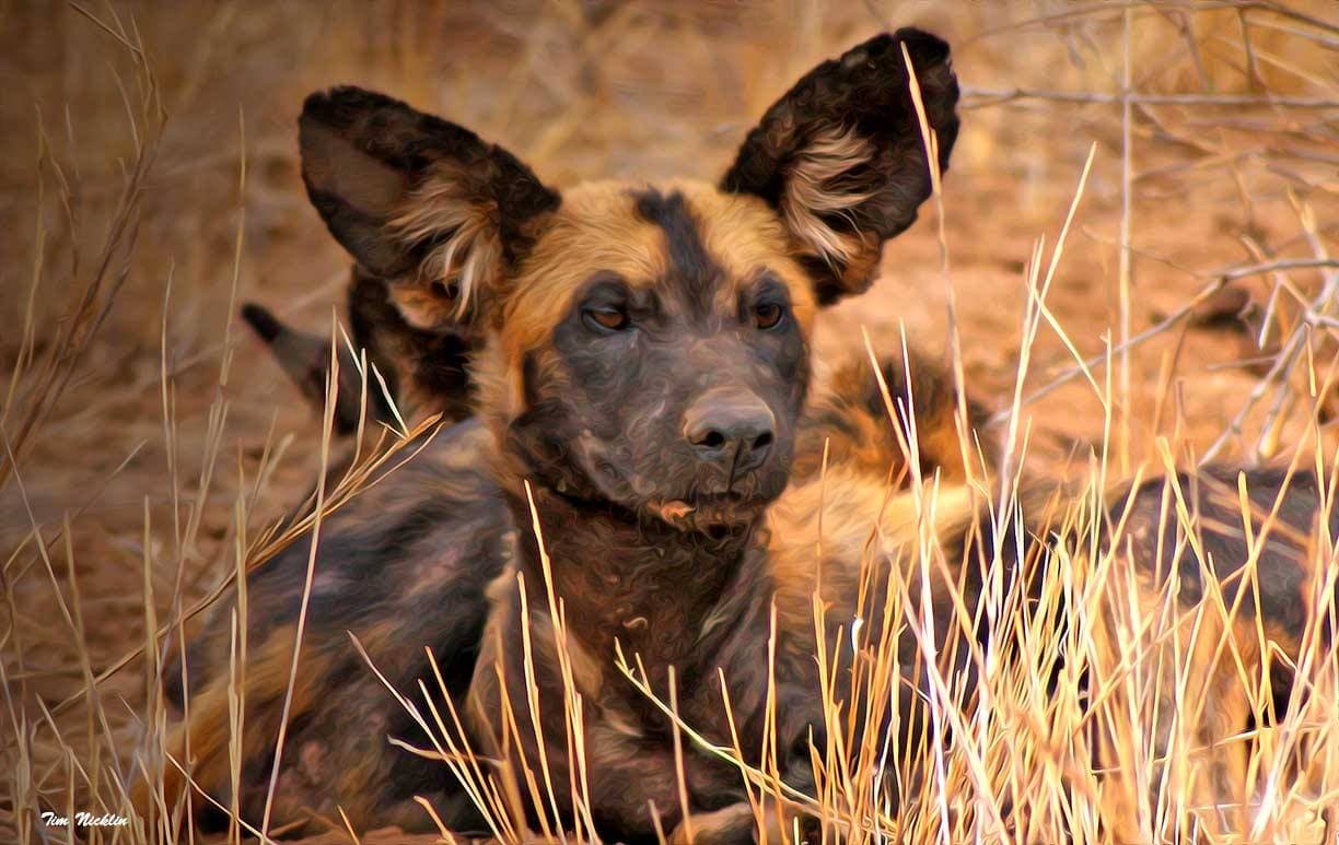 Three African Wild Dogs Clocked A Staggering 4,000 Km In Search Of Mates