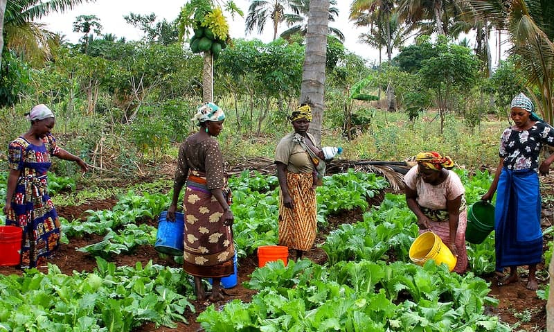 US invests $15M investment in African farmers to support food systems