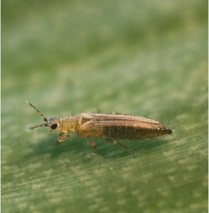 Farmers in race against thrips as sprays are banned or threaten failure
