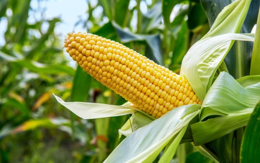 Seed Review: Farmers losing 1/3rd + of country’s maize harvest on wrong seed choice