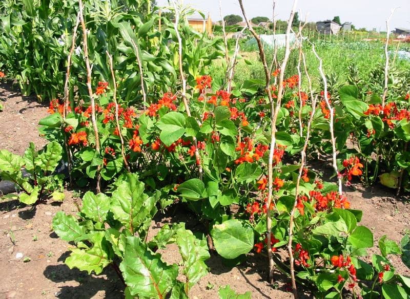 Exporter wants runner beans