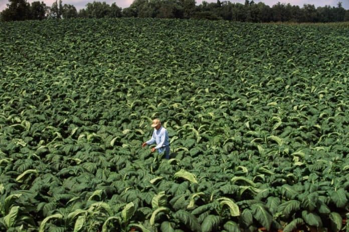 How Kitui farmers are earning big from tobacco farming