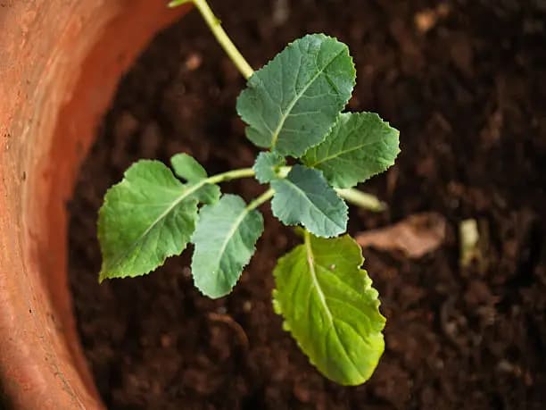 How to Grow Vegetables in Sacks